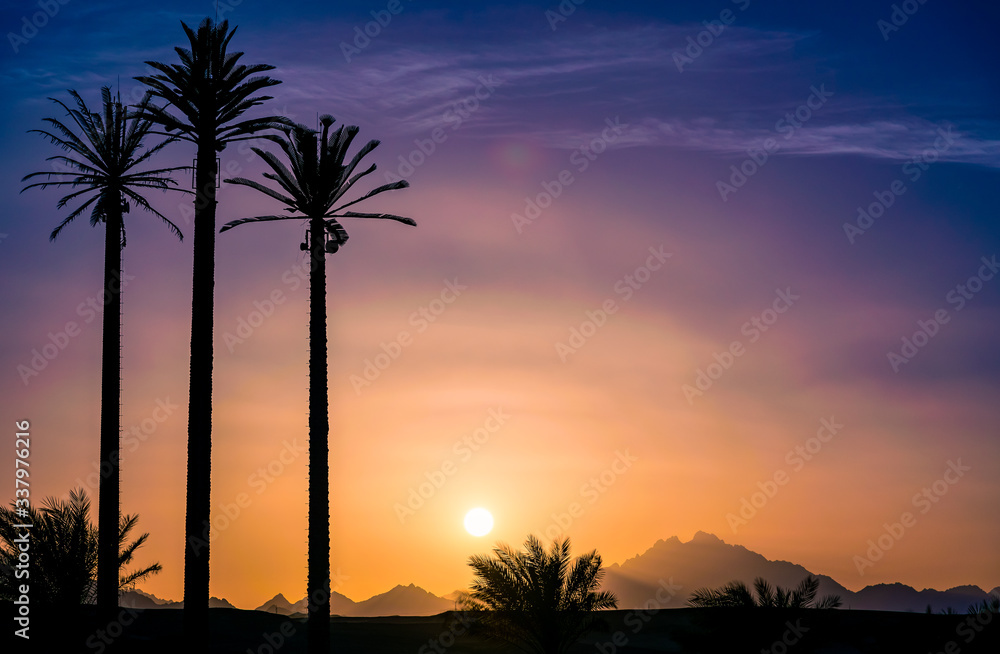 palm trees at sunset