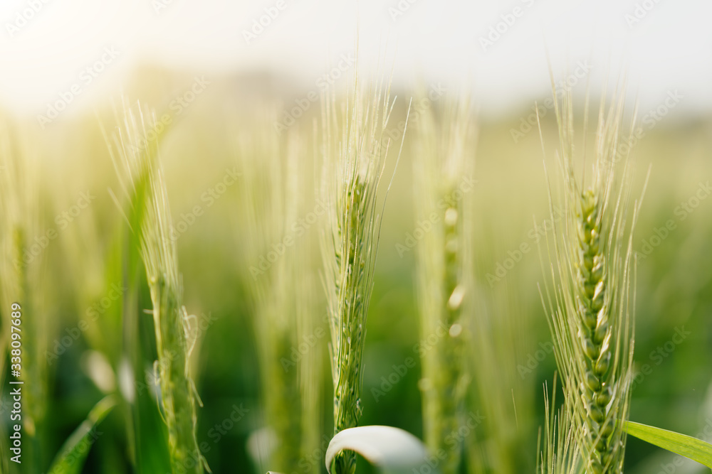 wheat in farm