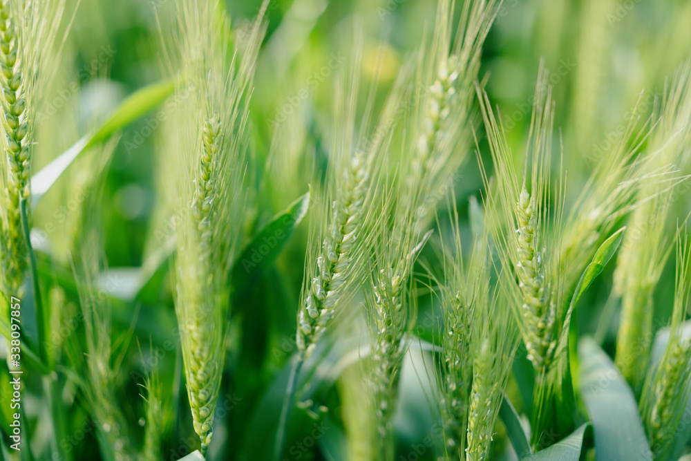 wheat in farm