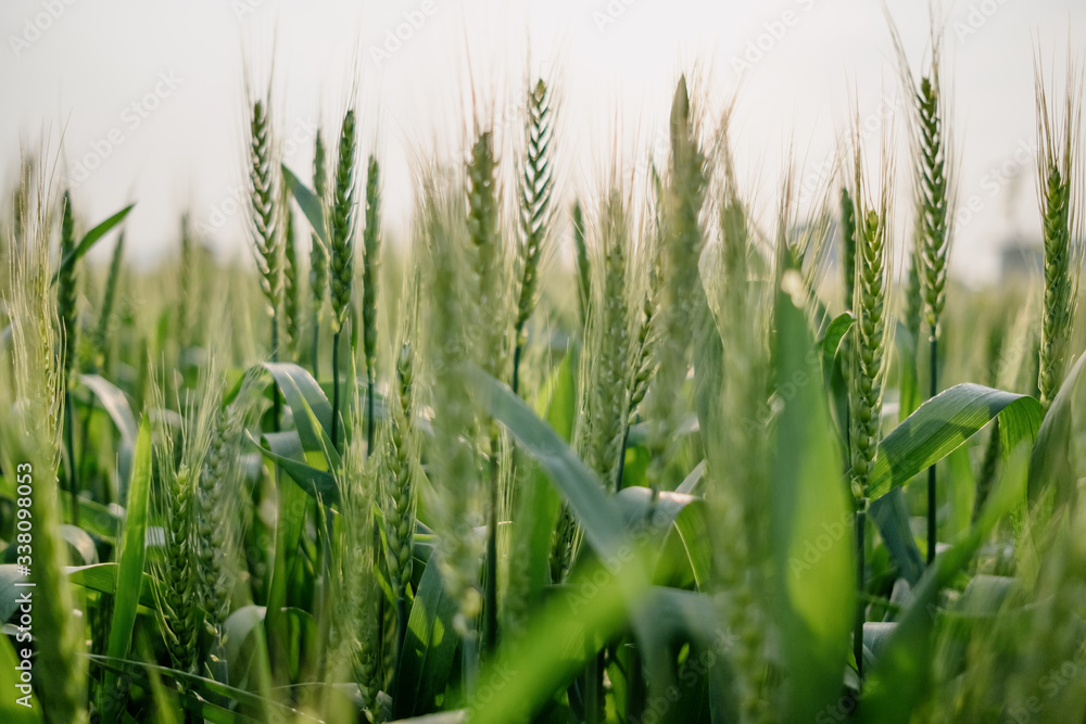 wheat in farm