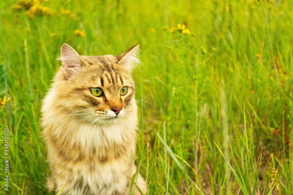 条纹棕猫在田野的绿草中行走和狩猎。一种自然界的动物。