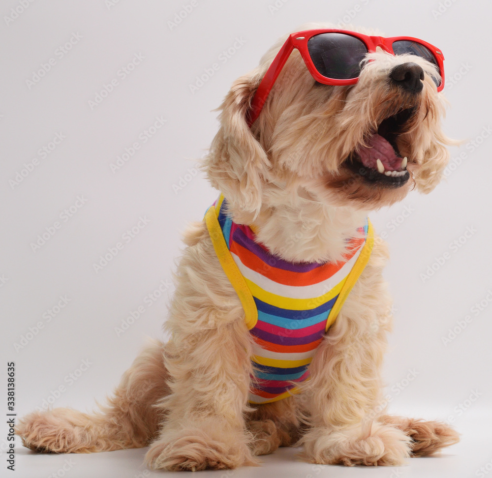 Happy dog with sunglasses