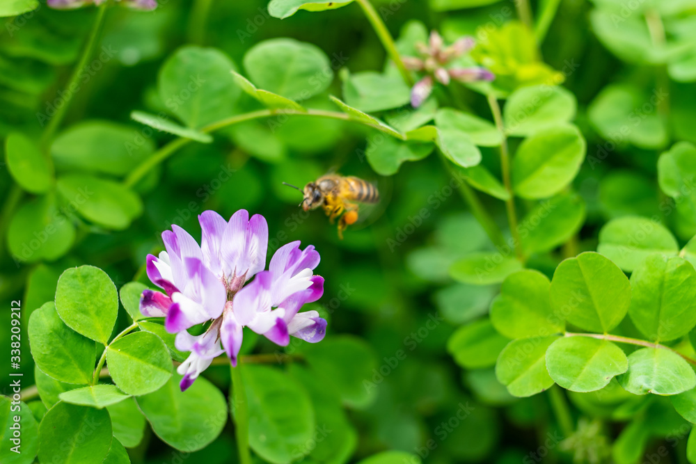 Spring bees are collecting nectar