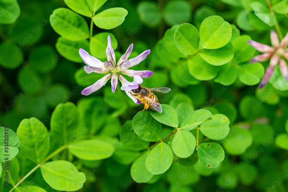 Spring bees are collecting nectar