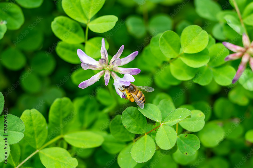 Spring bees are collecting nectar