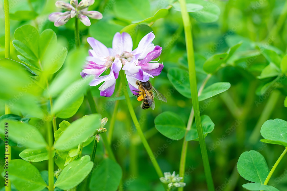 Spring bees are collecting nectar