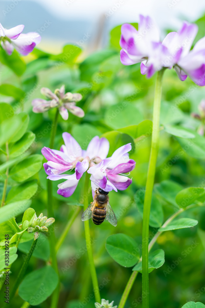 Spring bees are collecting nectar