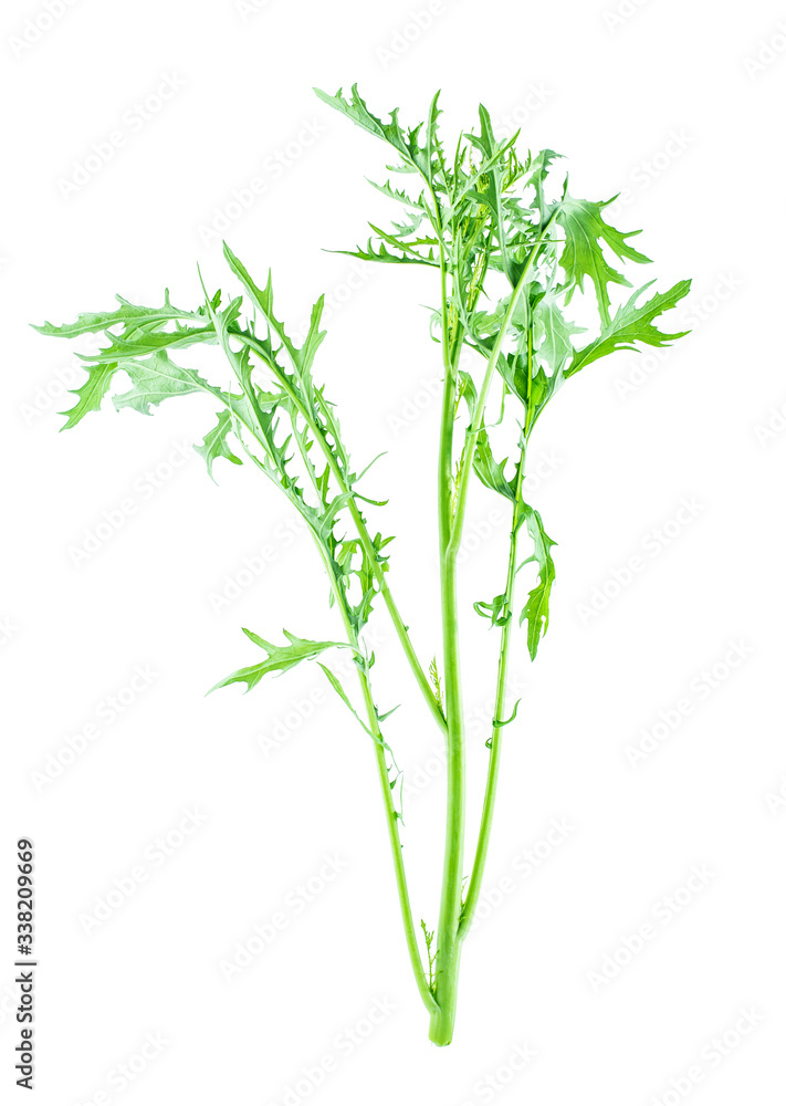 A fresh green vegetable red in the snow on a white background