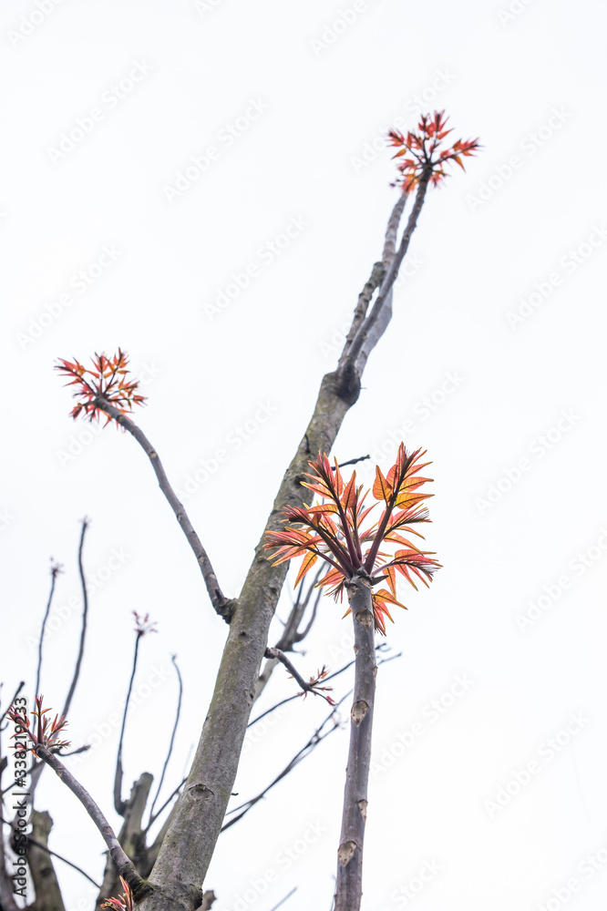 Fresh toon tree growing in spring