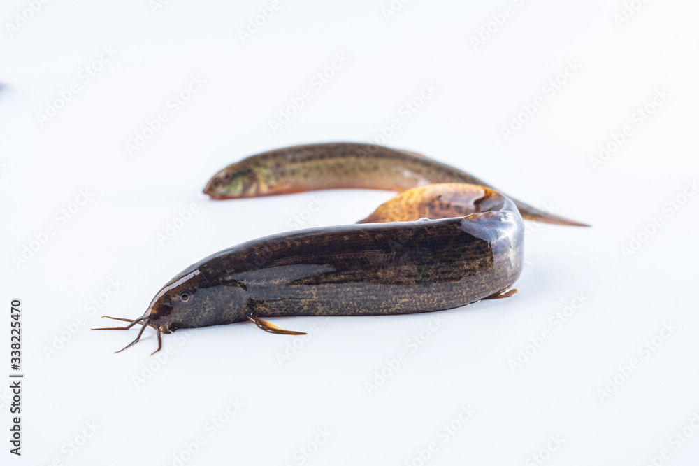 Fresh loach on white background