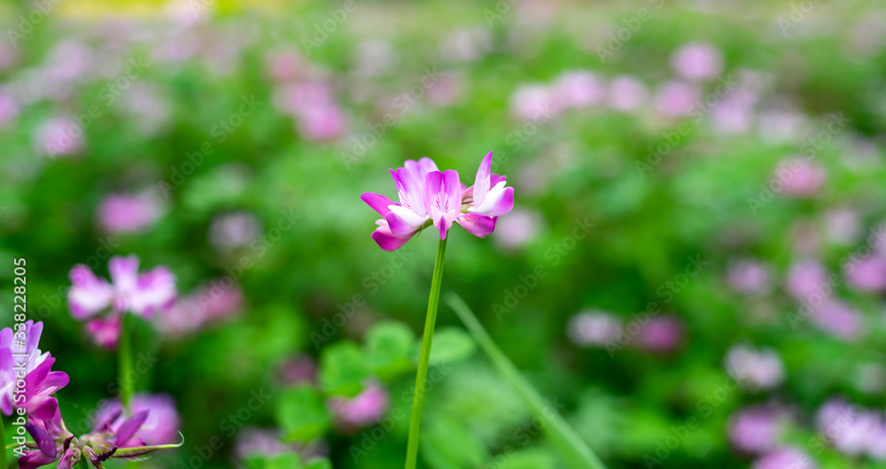 春天里美丽梦幻的紫云