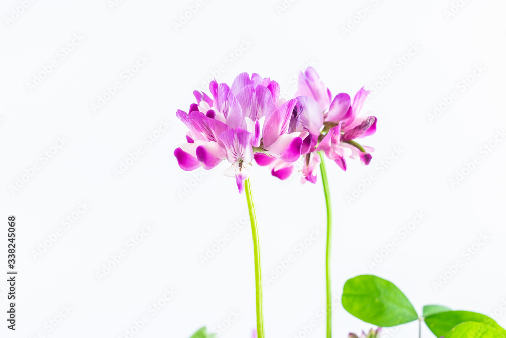 Beautiful purple cloudflower flowers on white background