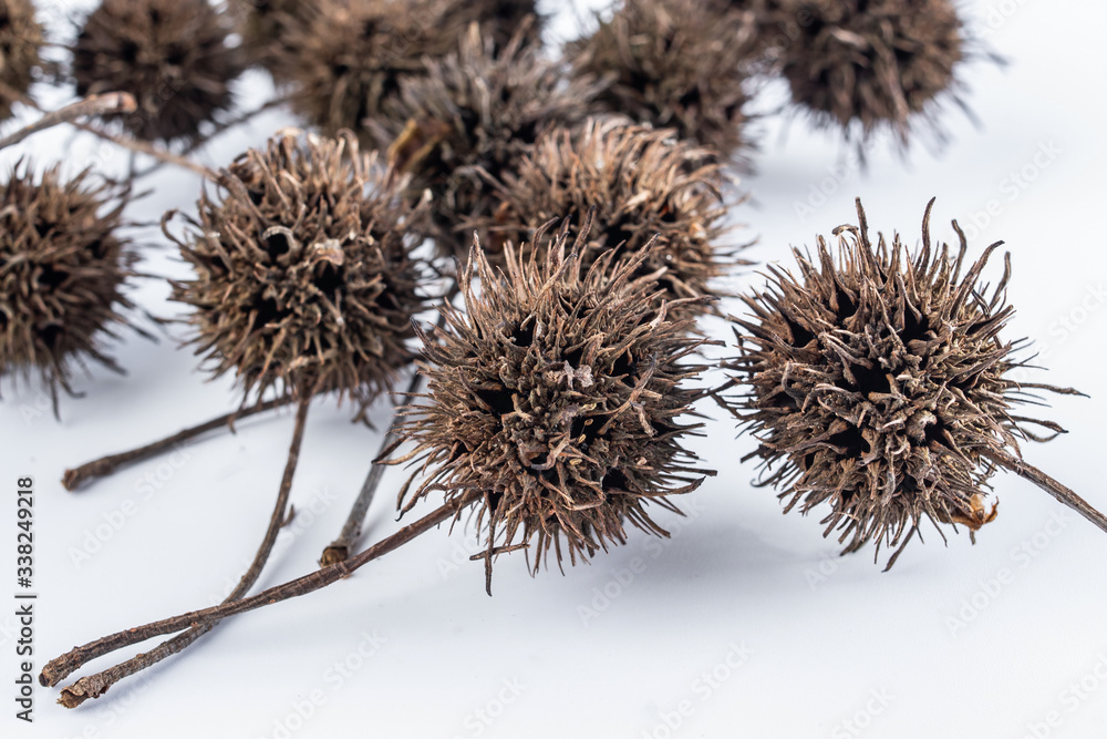 Chinese medicinal herbs Lulutong maple cones on white background