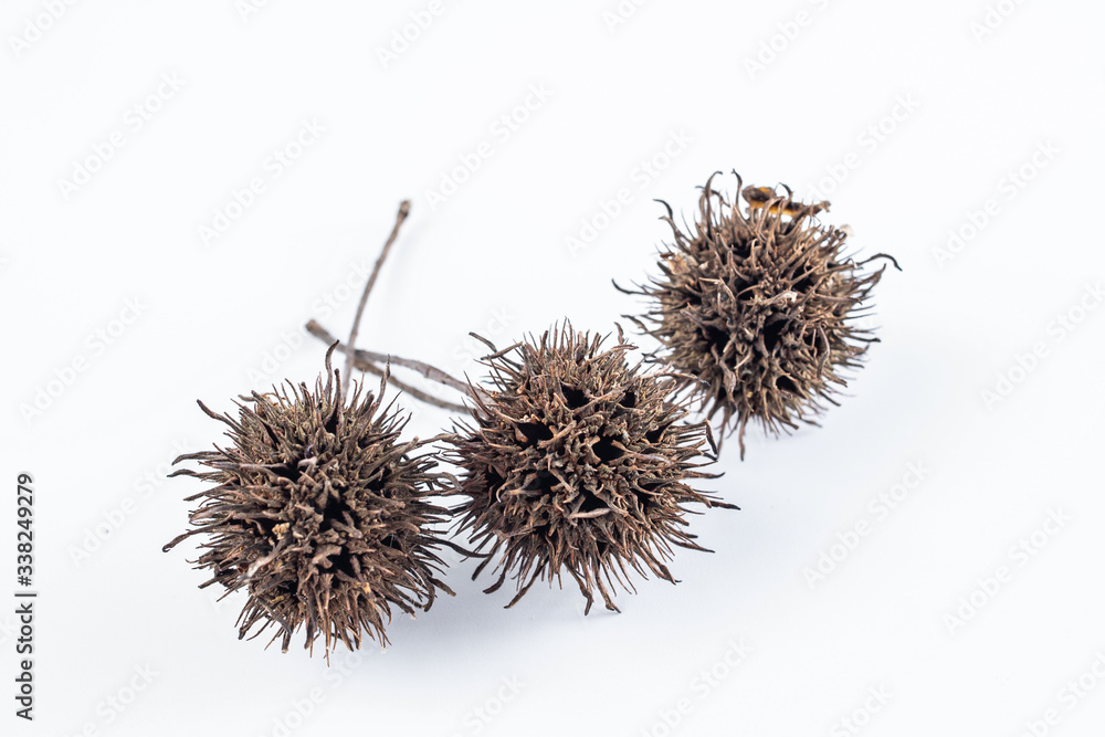 Chinese medicinal herbs Lulutong maple cones on white background