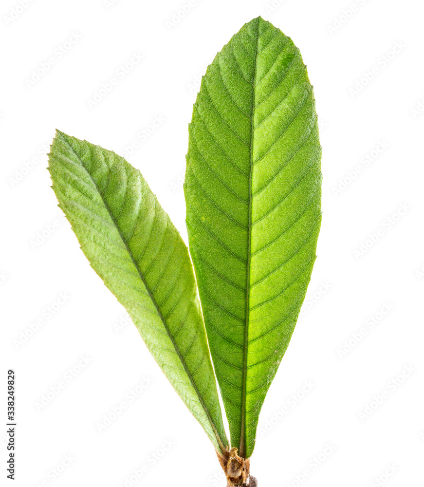 Loquat leaves on white background