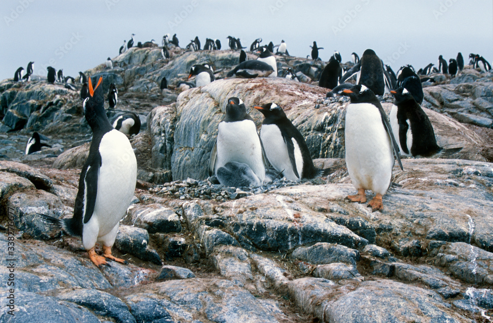 Gentoo penguins and chicks (Pygoscelis papua) at rookery in Paradise Harbor, Antarctica