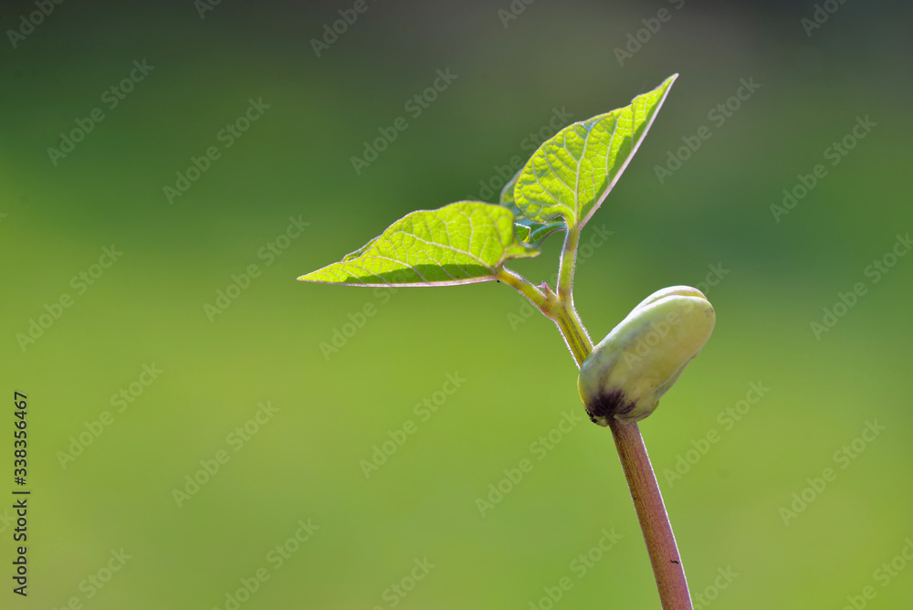 close on sprout of a bean growing on green background