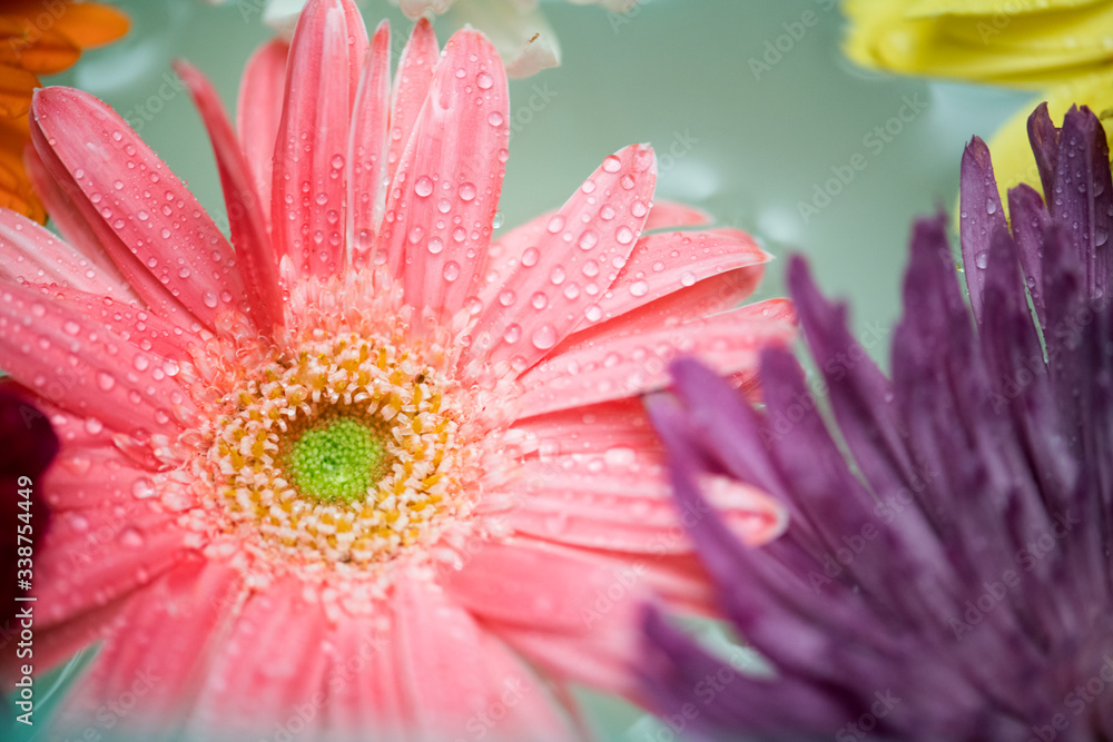 水上背景上漂浮的五颜六色的花朵特写