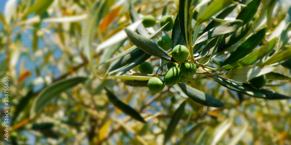 green olives growing in mediterranean olive tree	
