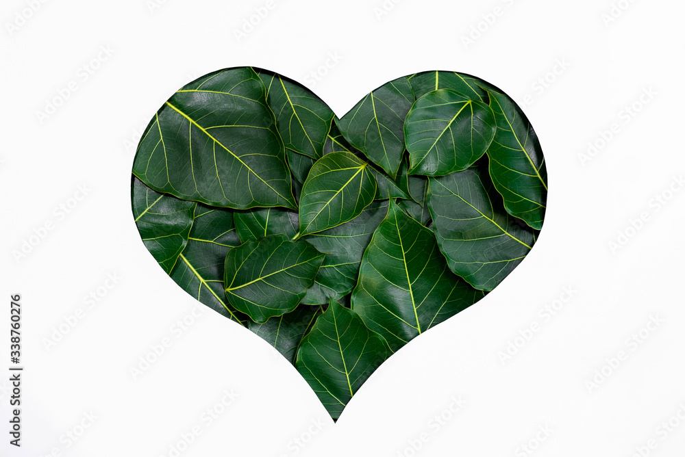 heart shaped leaves