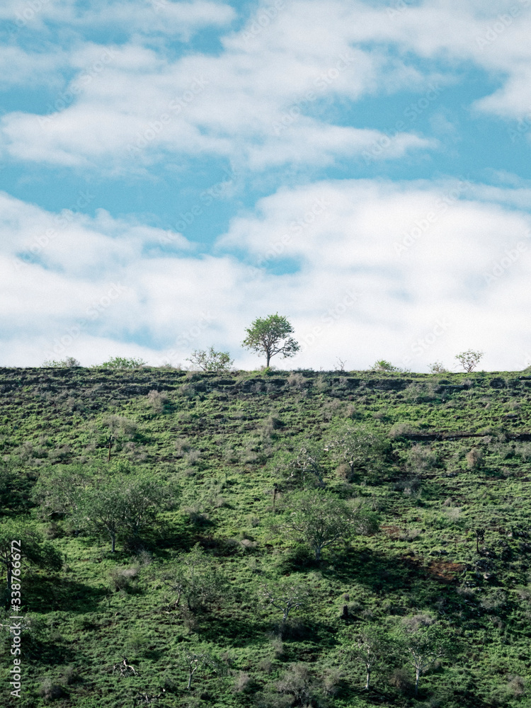 Greenery at the Gal√°pagos Islands