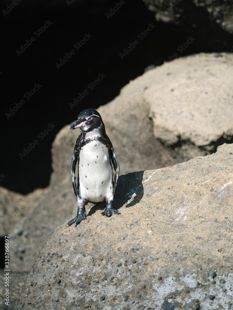 Cute little penguin