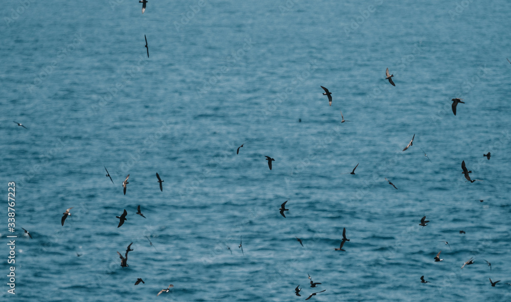 Flying Gal√°pagos Petrels