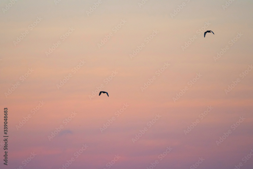 Flying Gal√°pagos Petrels