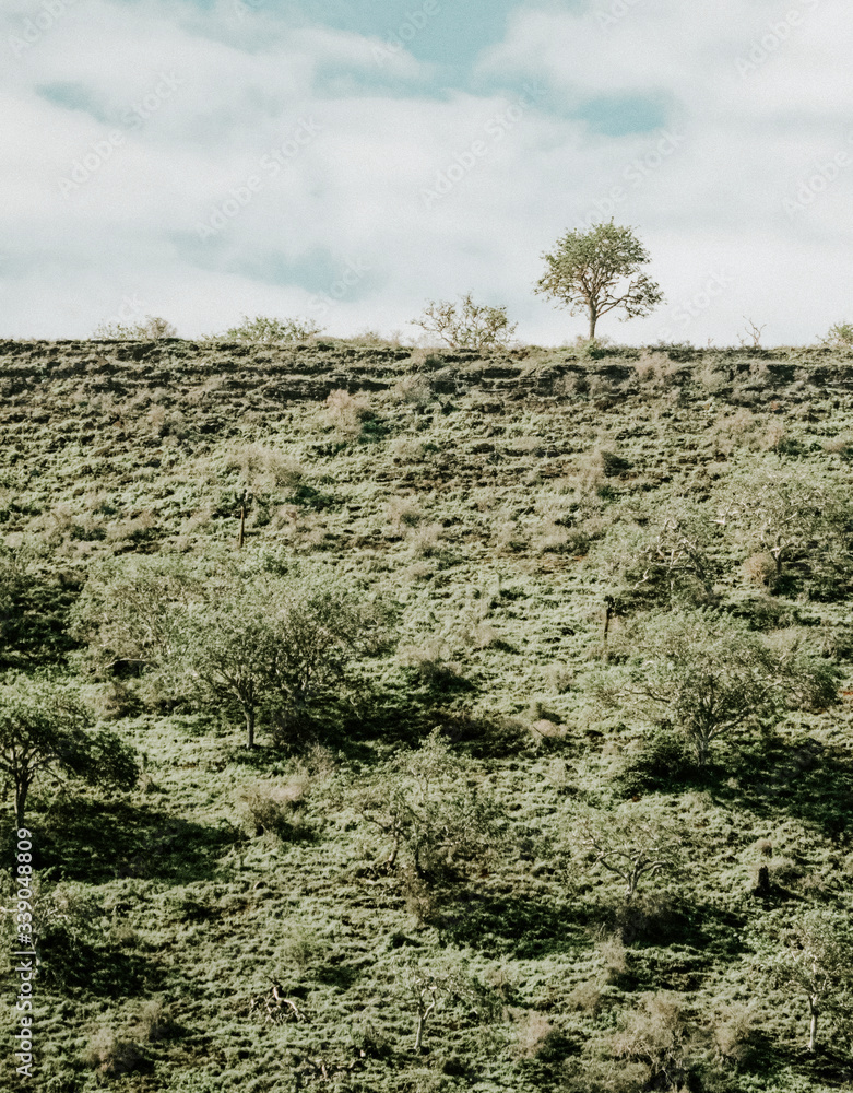 Greenery at the Gal√°pagos Islands