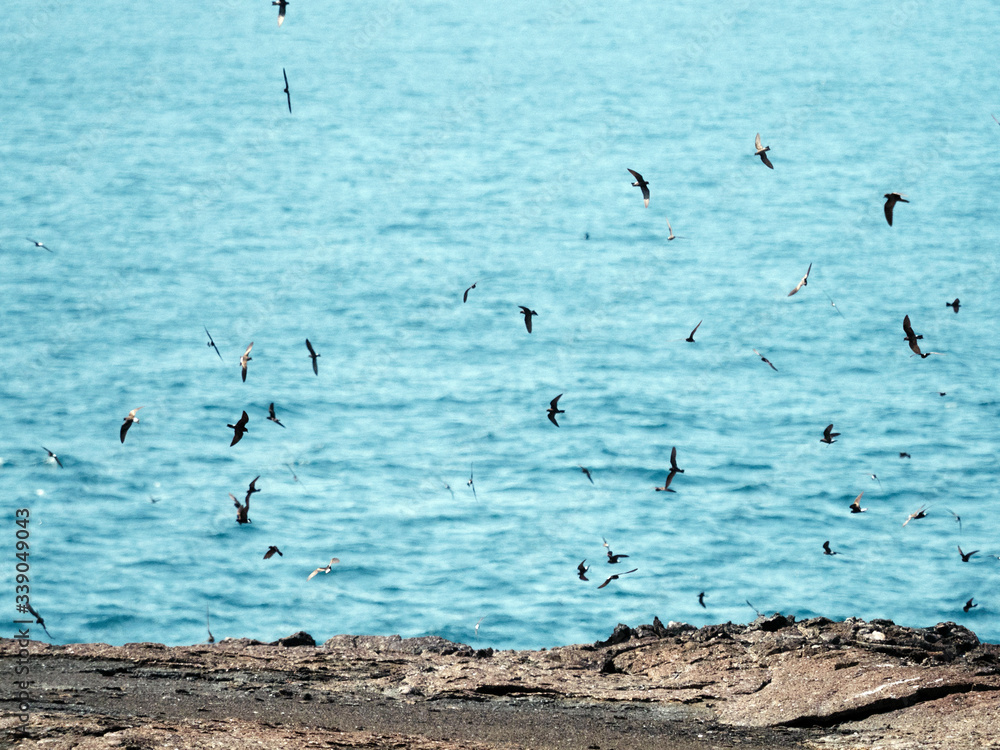 Flying Gal√°pagos Petrels