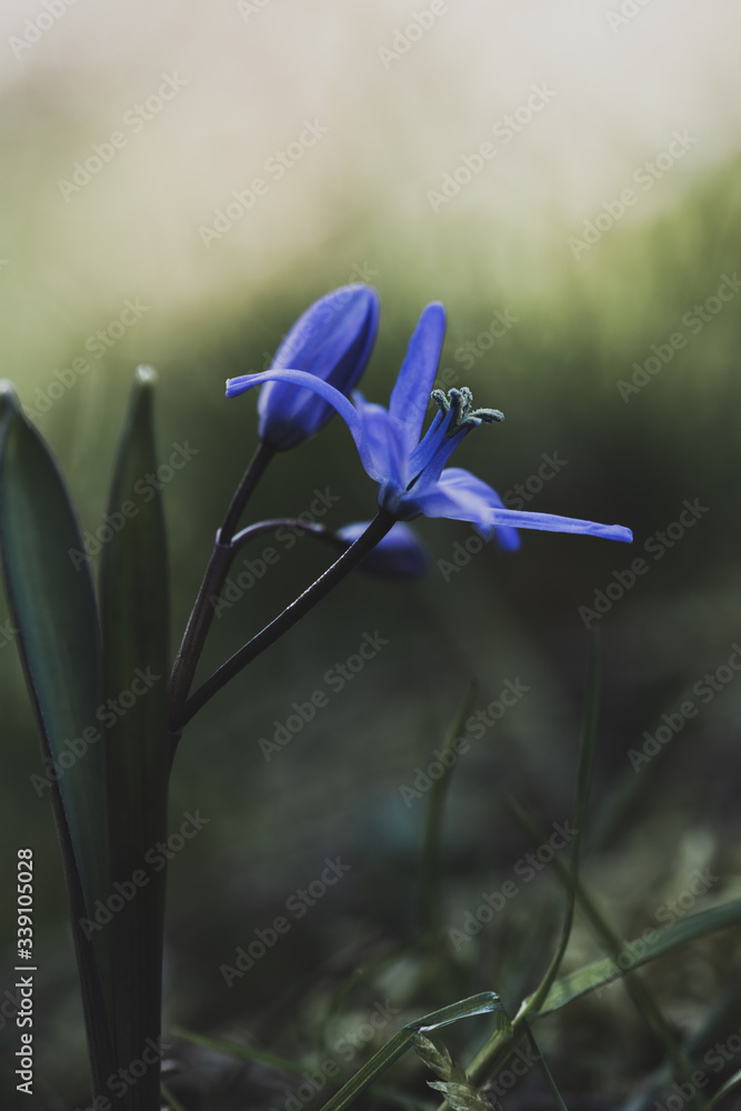 蓝色早春花的特写-西贝丽花。浅景深，柔和聚焦，散焦