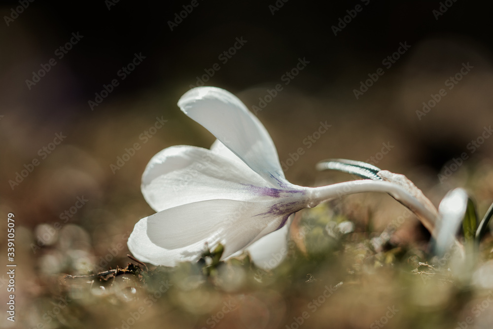 Close up of single fallen white crocus flower. Sun shining from behind, creating back-lighting. Gree