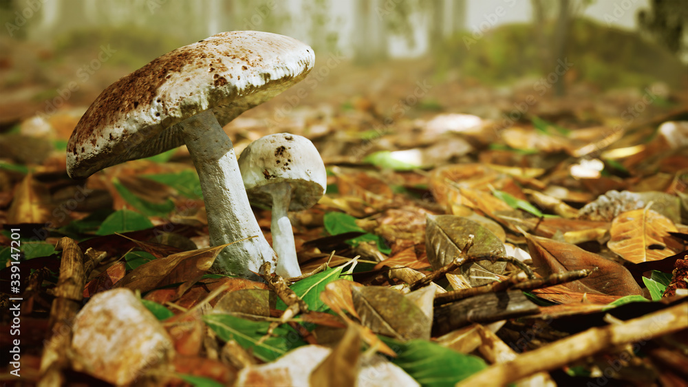 white mushroom in the forest