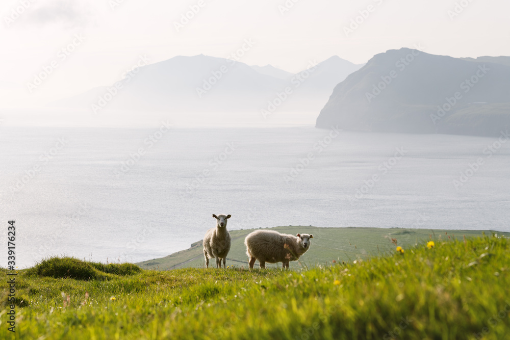 夏日法罗群岛的晨景，前景是绵羊。丹麦斯特里莫岛。陆地