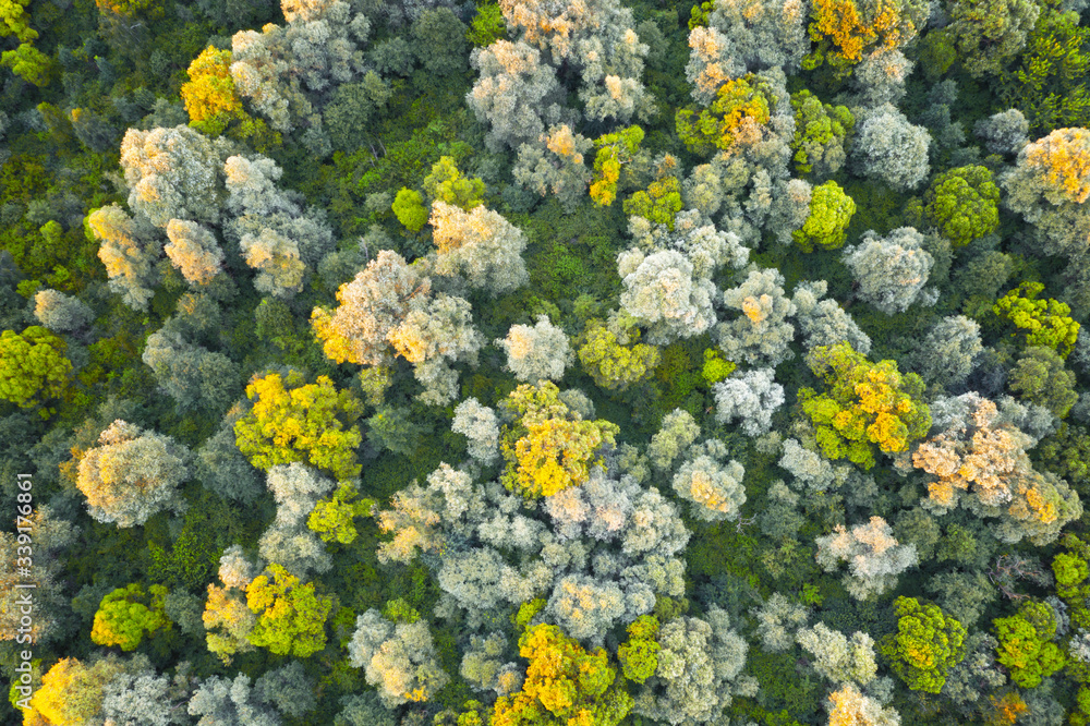 Aerial drone photo looking down on magical summer forest with warm sunbeams illuminating the trunks 