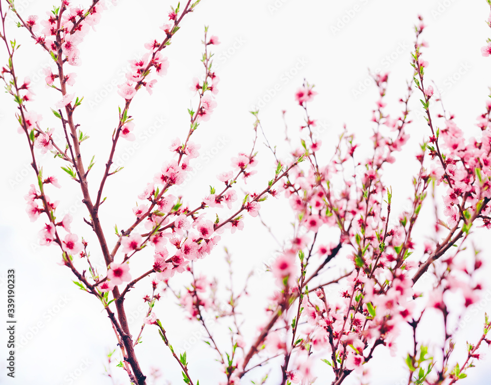 Spring blossom border or background art with pink blooming tree. Beautiful nature scene with flowers