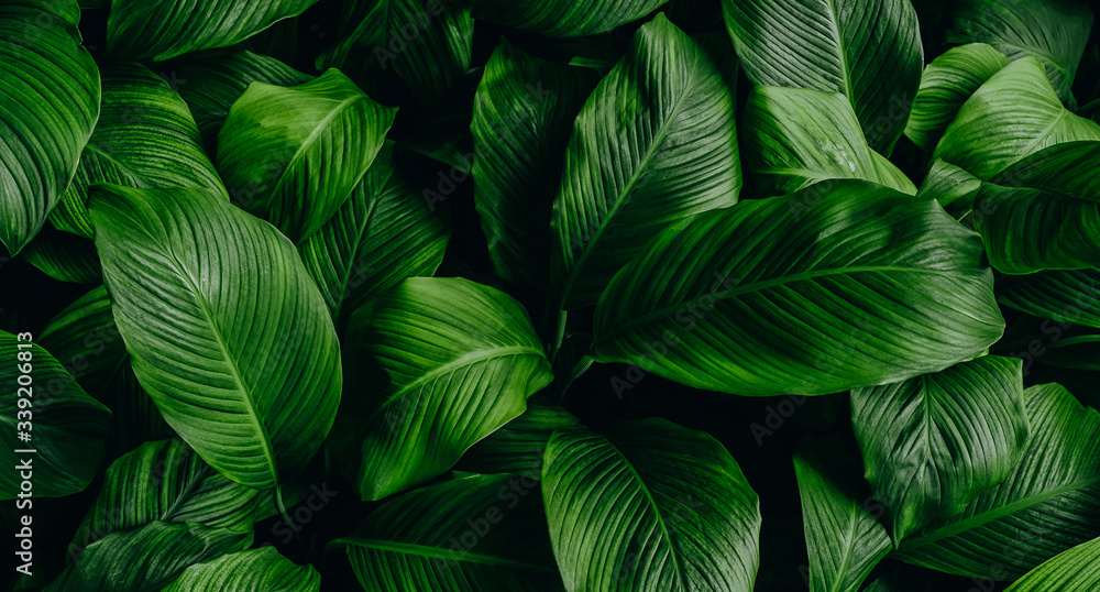 The concept of leaves of Cannifolium spathiphyllum, abstract dark green surface, natural background,