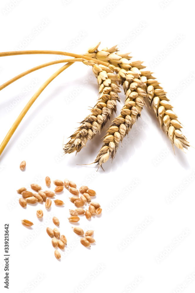 Golden wheat and grain on white background. Close up of ripe ears of wheat plant