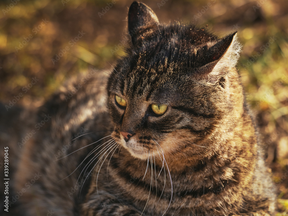 绿色眼睛的野猫近距离坐在草地上