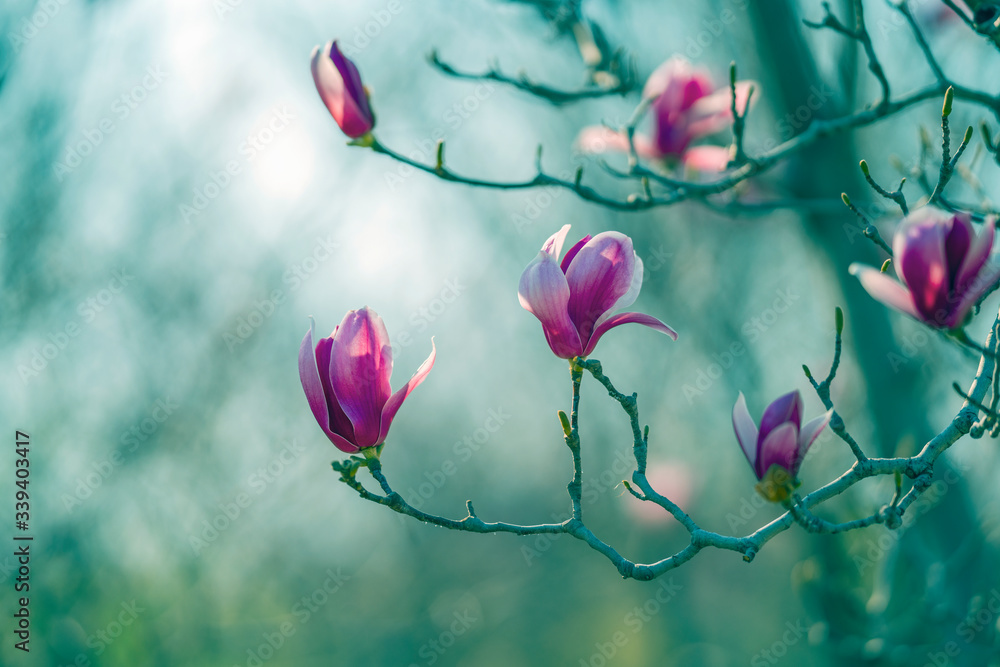  The red magnolia blossoms in spring in the background of vanity