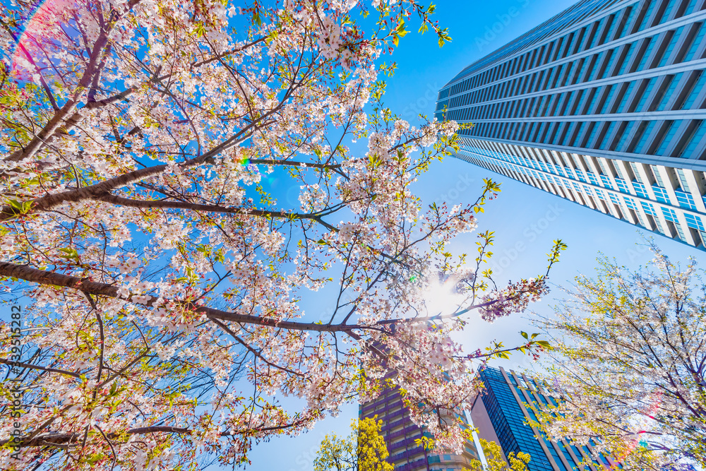 東京の高層ビルと桜