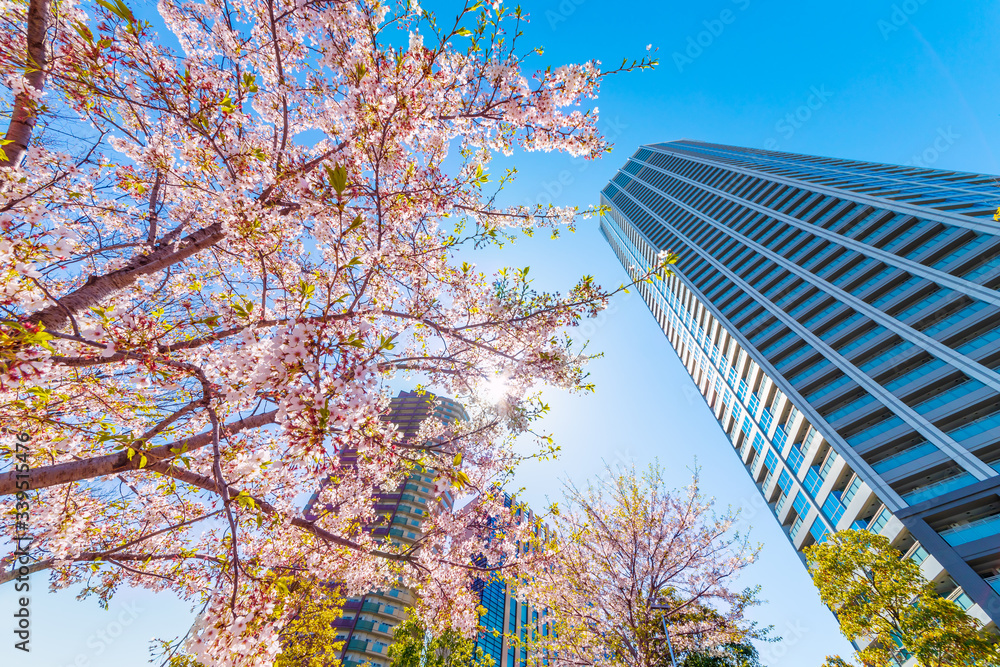 東京の高層ビルと桜