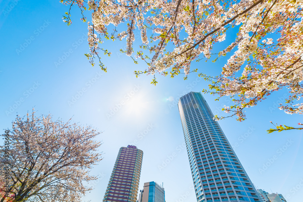 東京の高層ビルと桜