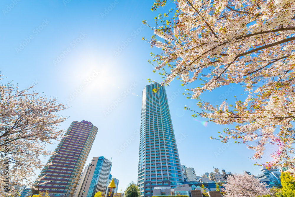 東京の高層ビルと桜