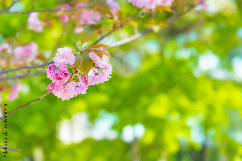 満開の美しい桜