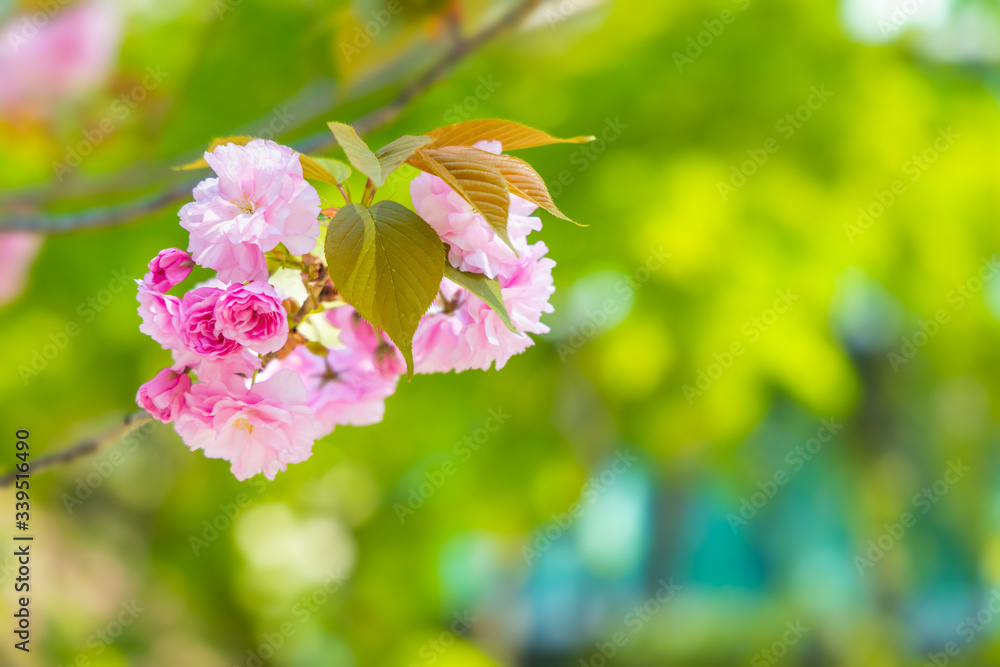 満開の美しい桜