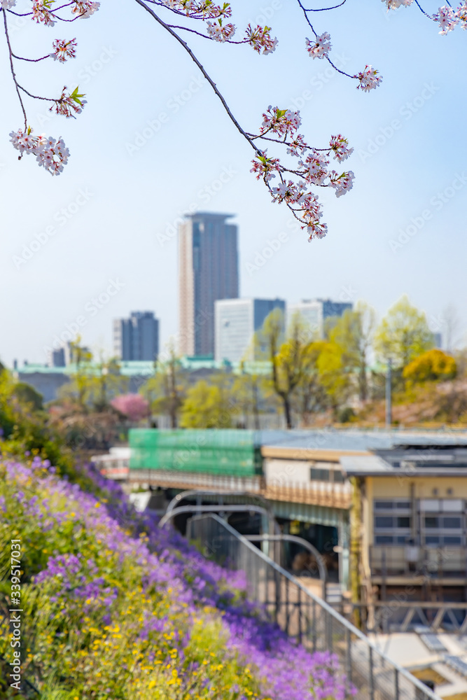 東京の高層ビルと桜