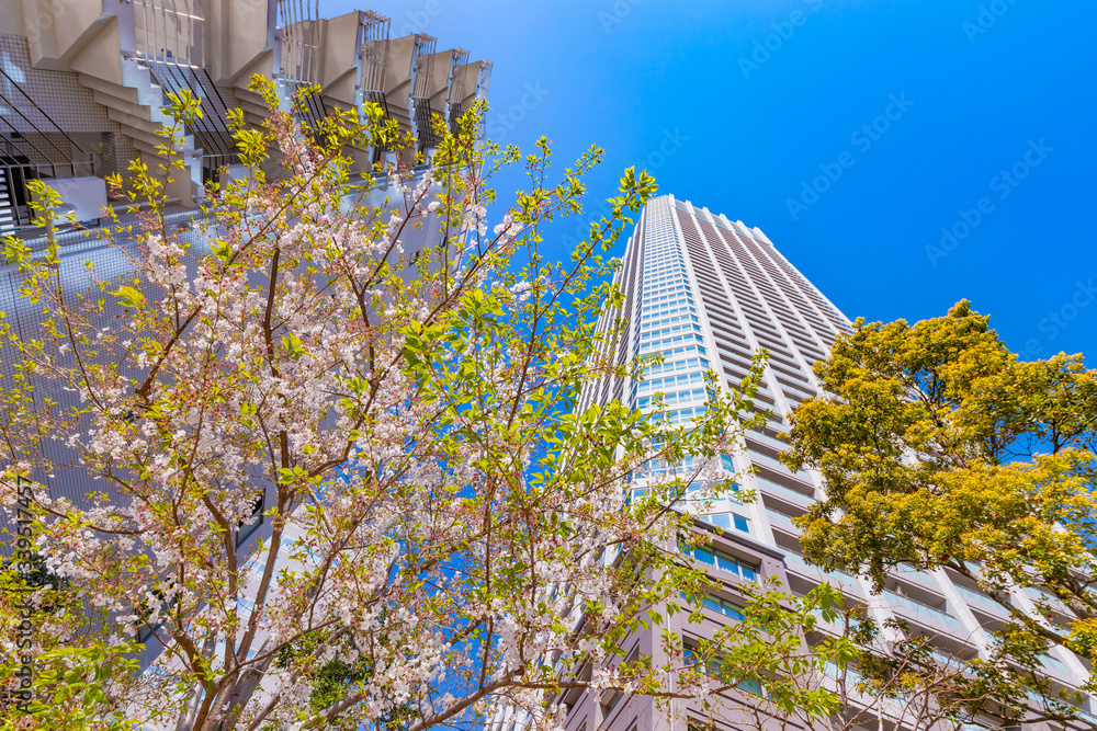 東京の高層ビルと桜