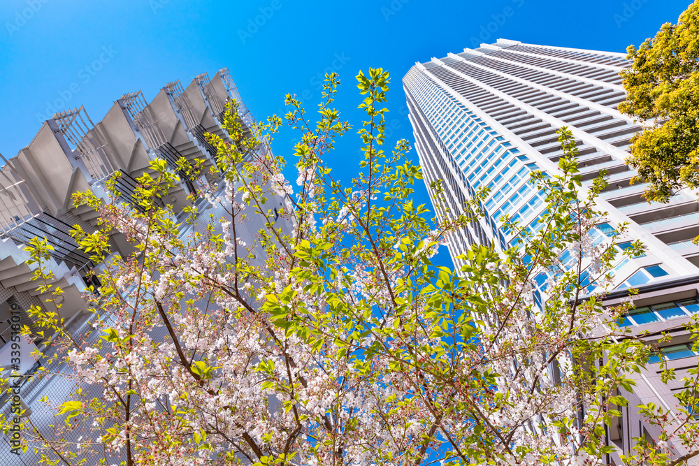 東京の高層ビルと桜