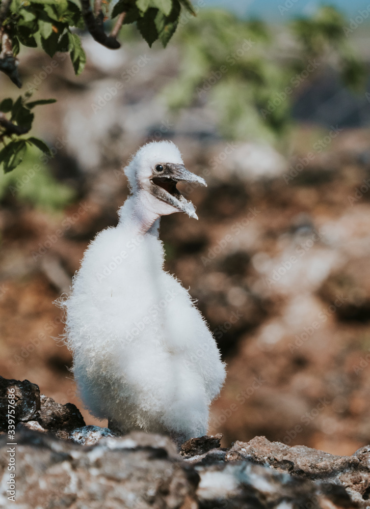 Nazca booby chick